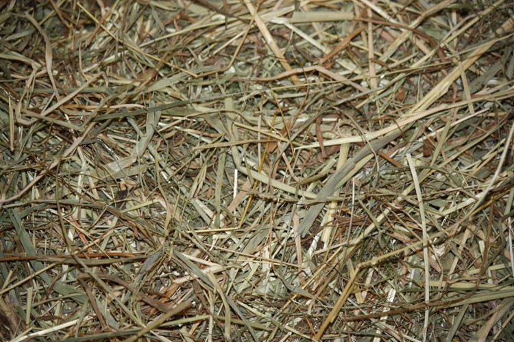 Versele-Laga Natural Hay - foin pour lapin et rongeur