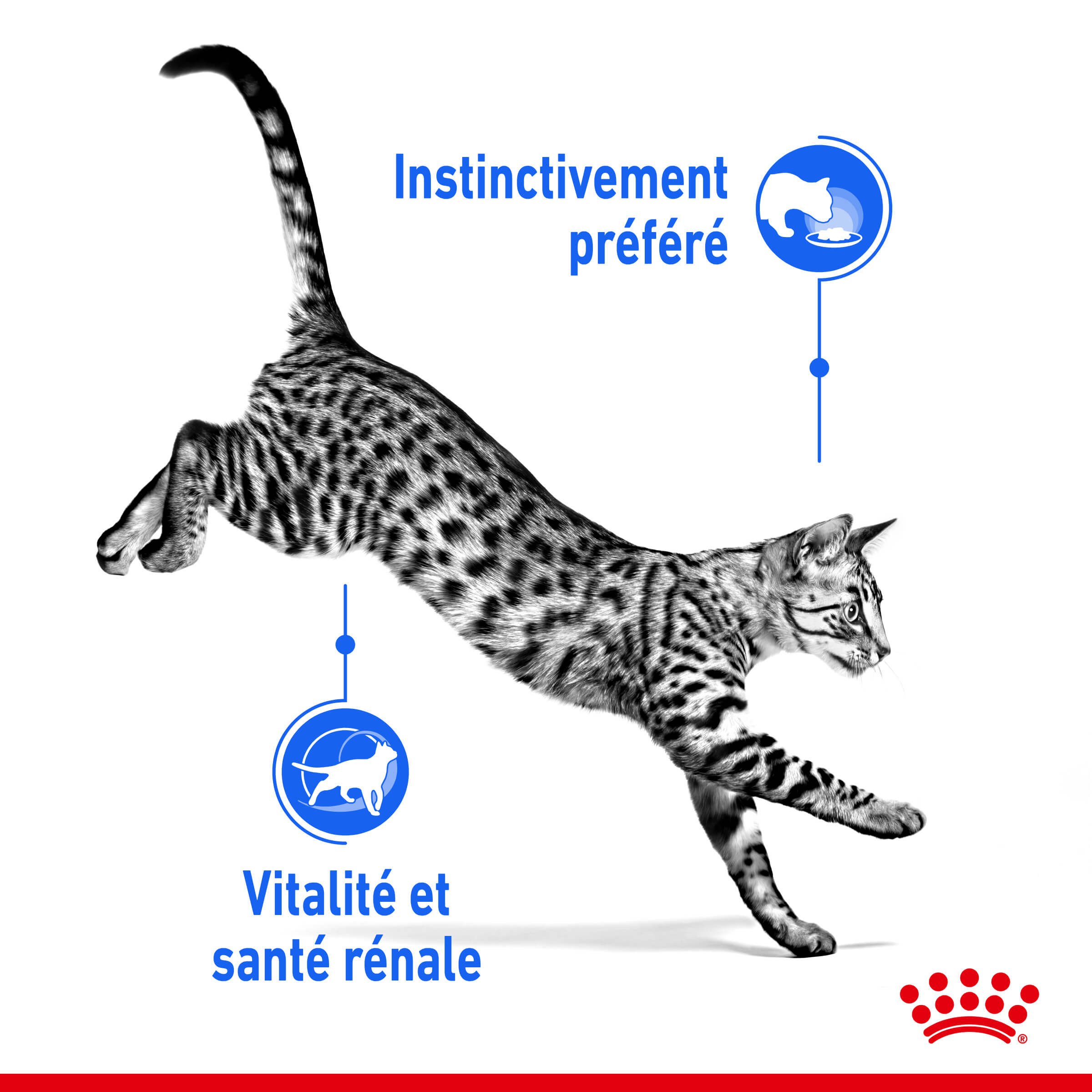 Royal Canin Indoor 7+ Sterilised kattenvoer x12