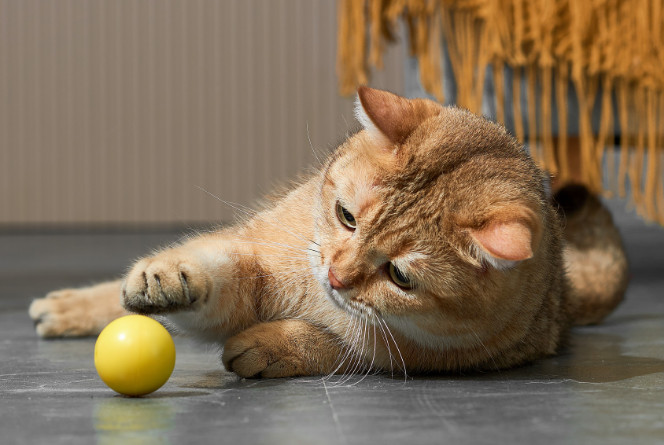 Dynamische speelbal voor de kat (4 cm)