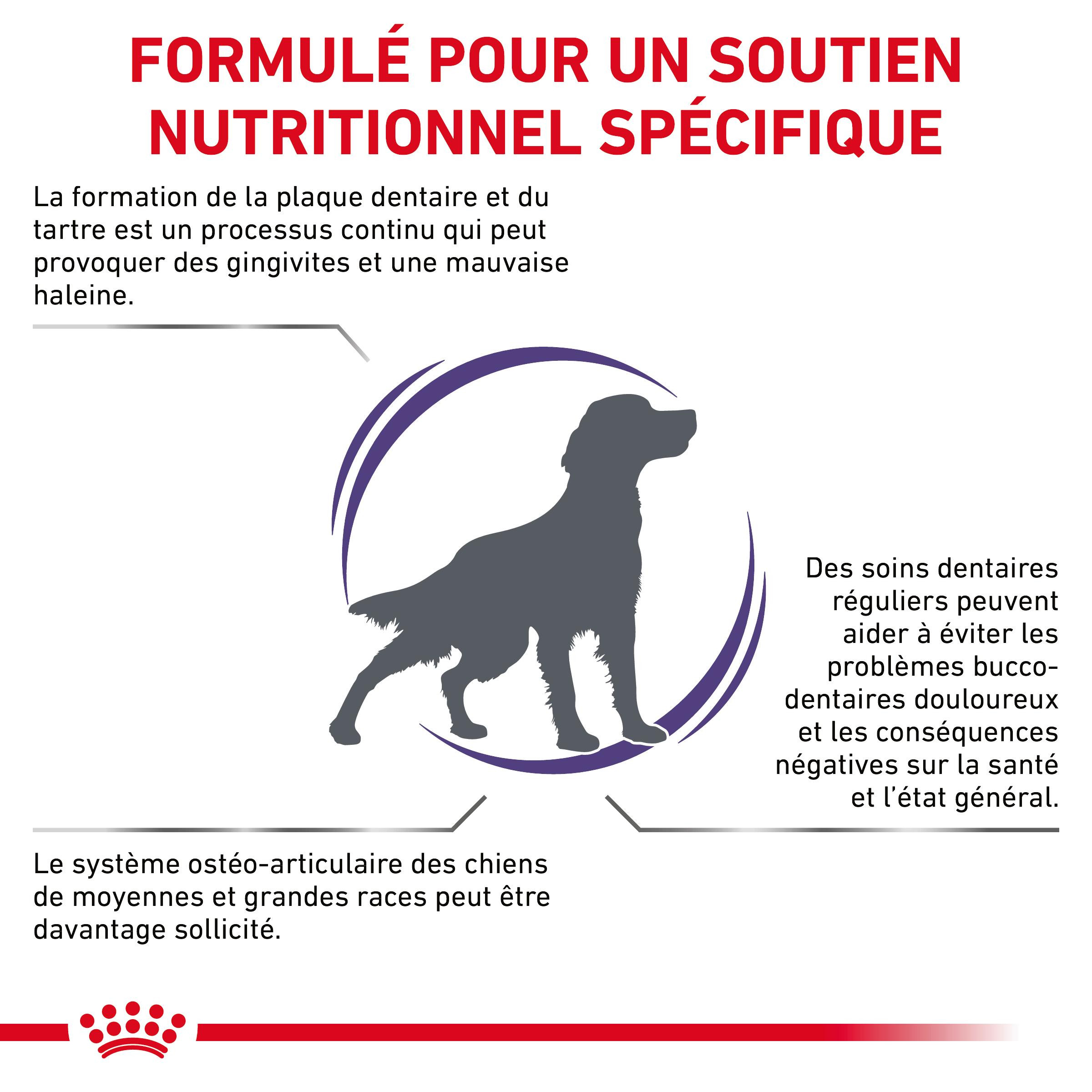 Royal Canin Expert Dental Medium & Large Dogs pour chien