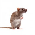 Aliments pour rats