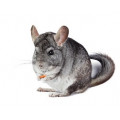 Friandises pour chinchillas et gerbilles