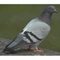 Aliments pour pigeons